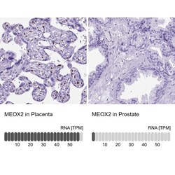 MEOX 2 Antibody, Novus Biologicals 0.1mL; Unlabeled:Antibodies, Polyclonal
